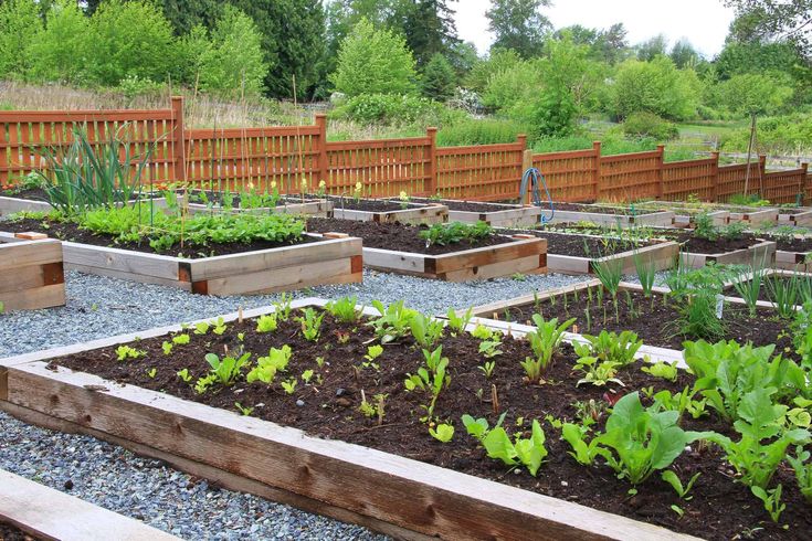 Principles and Practices of Chemical-Free Gardening for Eco-Friendly Landscape