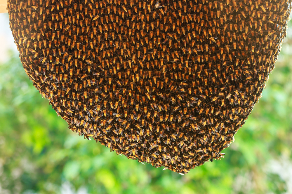 Bee Nest Removal